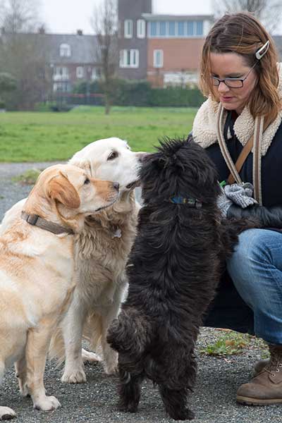 Hondenuitlaatservice Nessiej's Walk And Sit Leidschendam Voorburg Den Haag